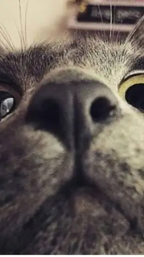 ai character: Cat background