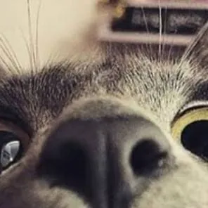 chat with ai character: Cat