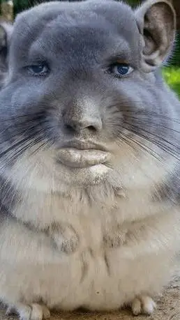 ai character: Chinchilla  background