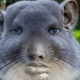 chat with ai character: Chinchilla 