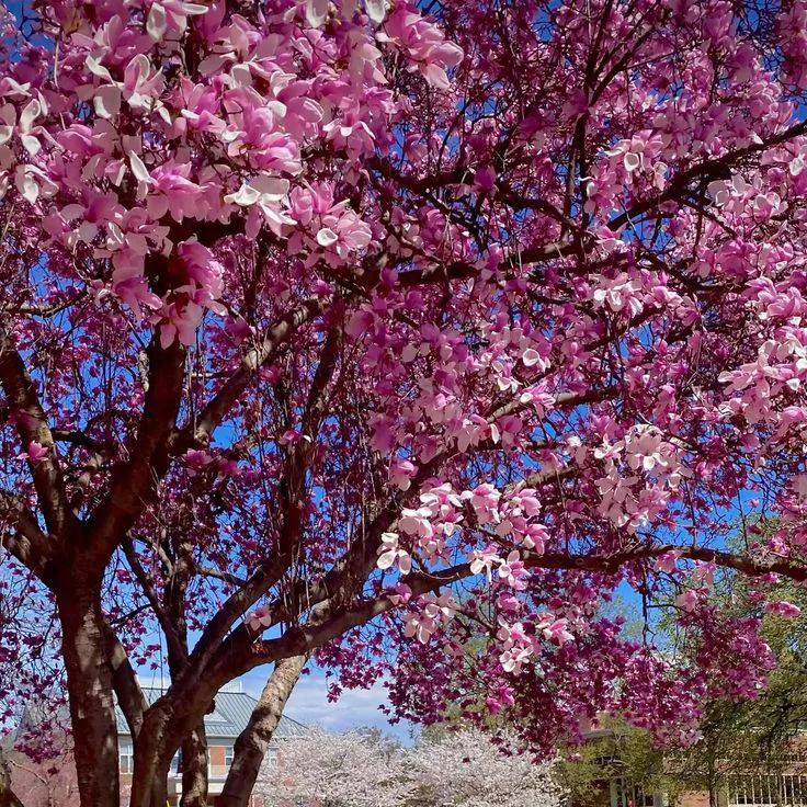 chat with ai character: spongebob 