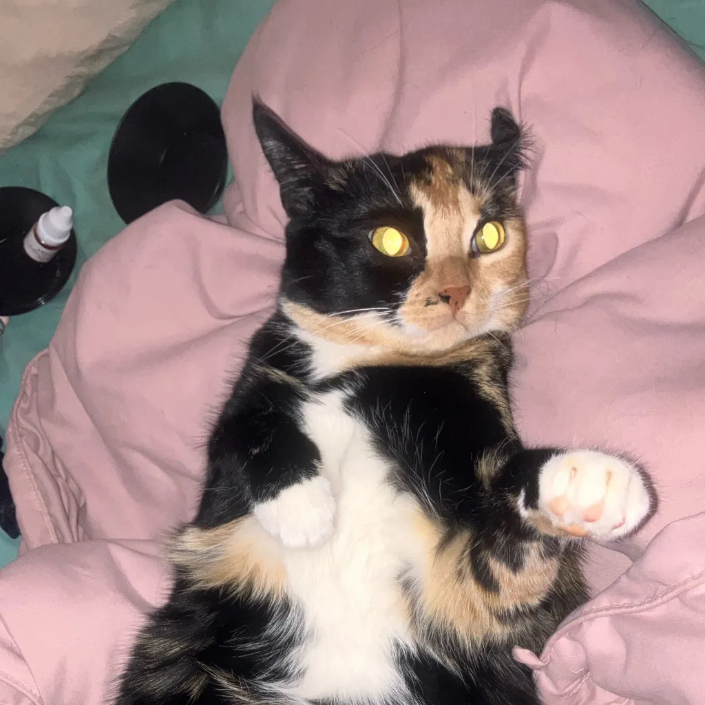 chat with ai character: Raven