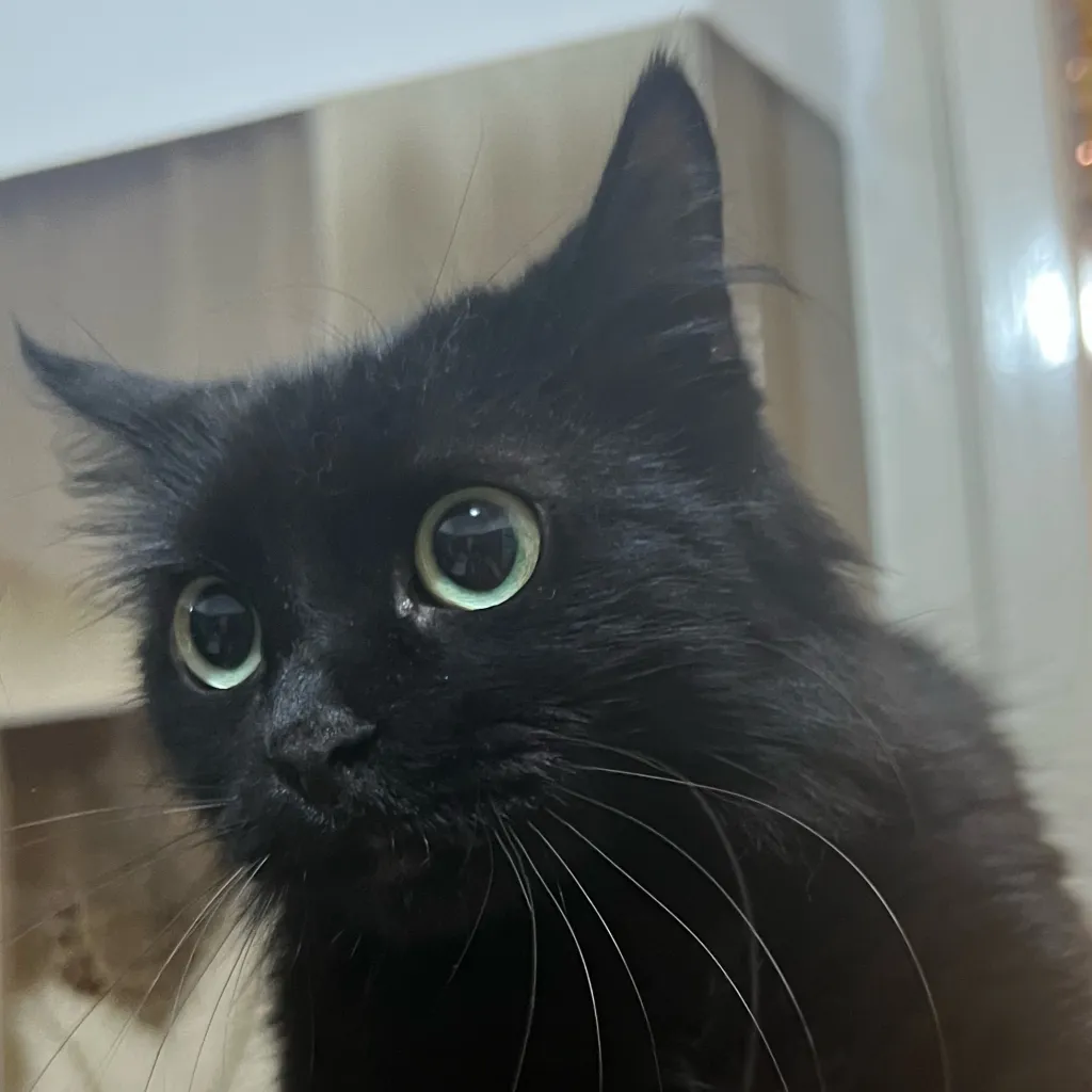 chat with ai character: Cat Milo