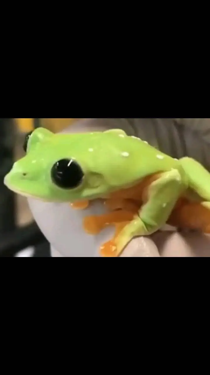 ai character: the frog background