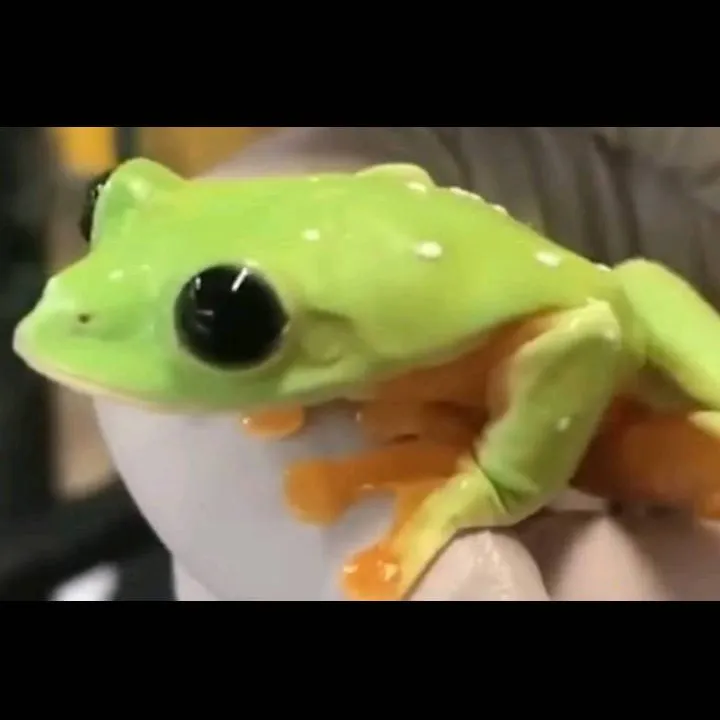 chat with ai character: the frog