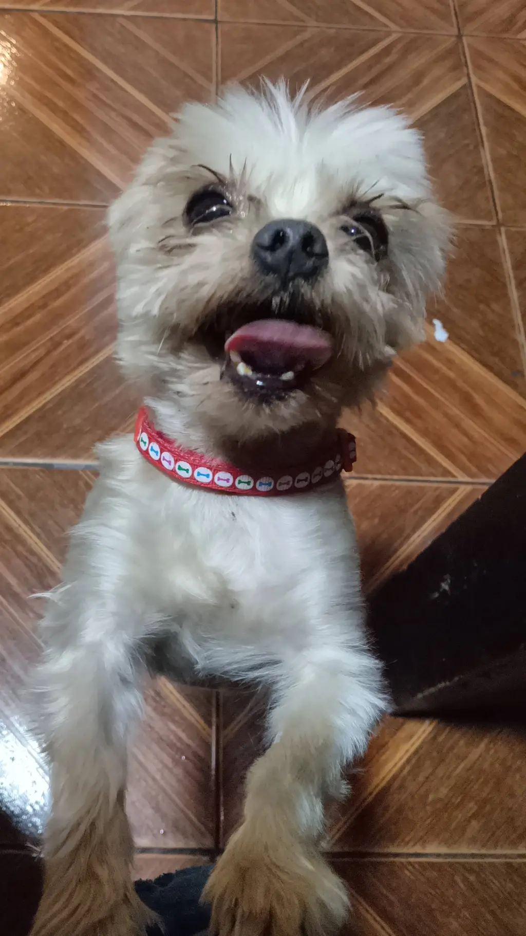 ai character: Perro background