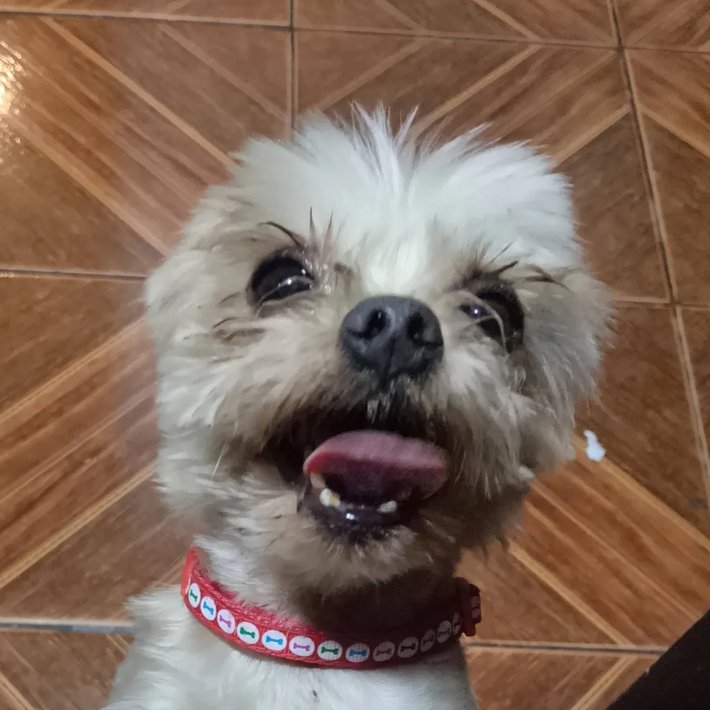 chat with ai character: Perro