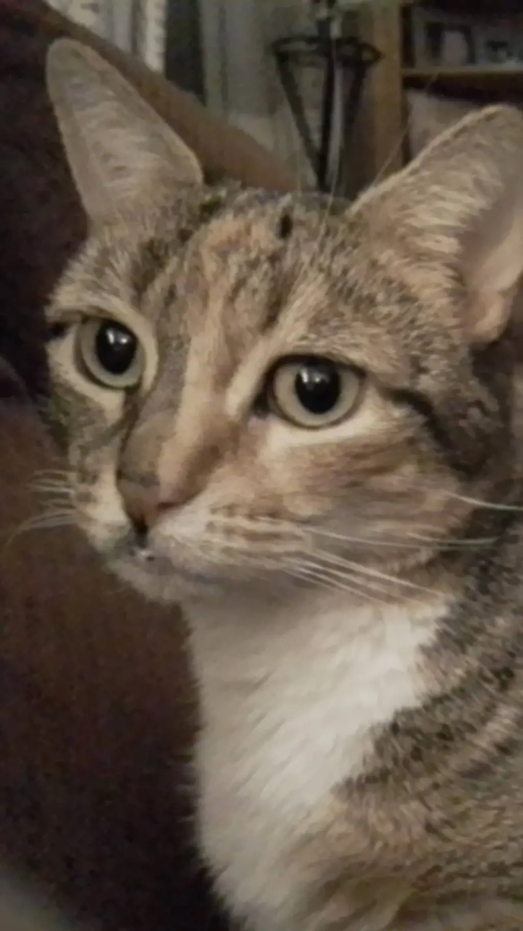 ai character: fluffy background