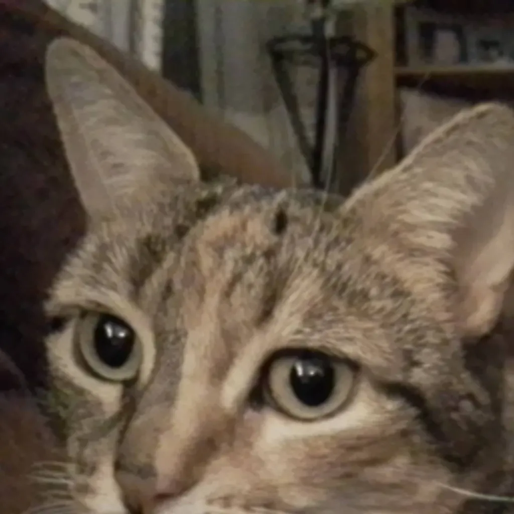 chat with ai character: fluffy