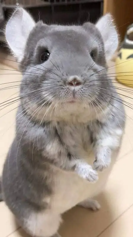 ai character: Your Chinchilla  background