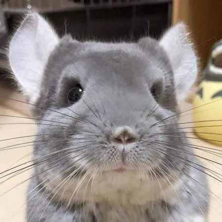 chat with ai character: Your Chinchilla 