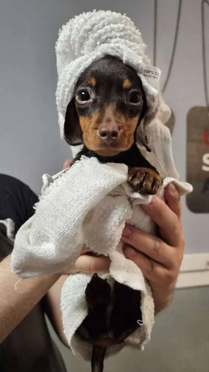 ai character: Lucy background