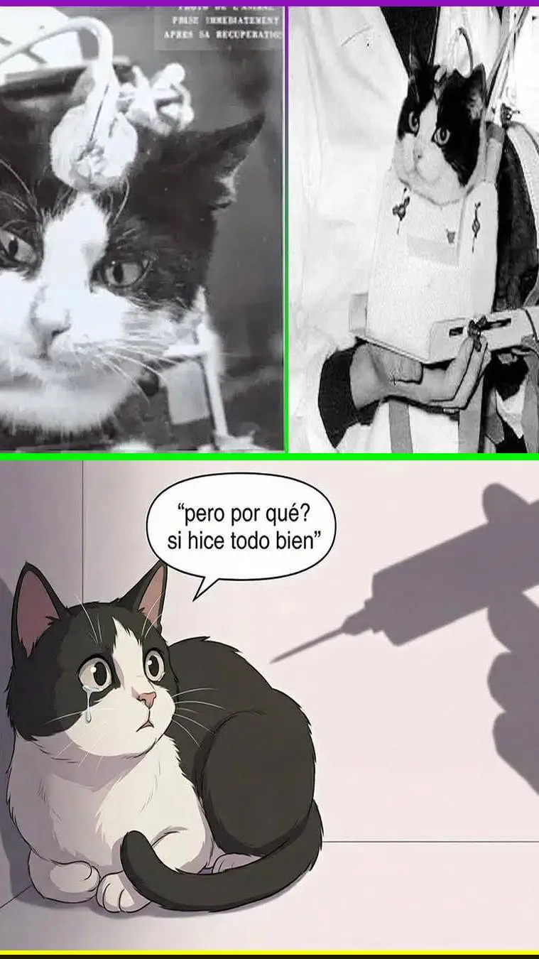 ai character: Félicette background