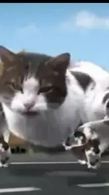 ai character: kitty city background