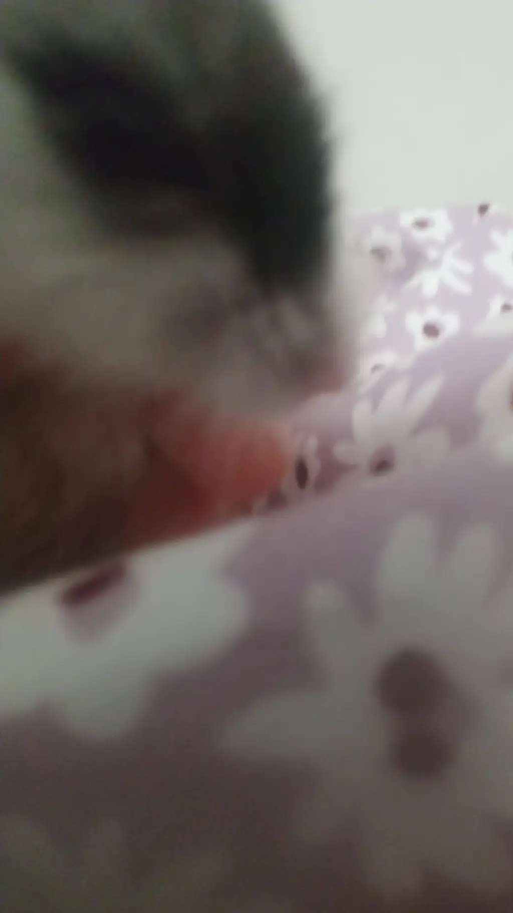 ai character: oreo the hammy background