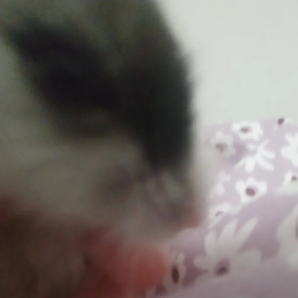 chat with ai character: oreo the hammy