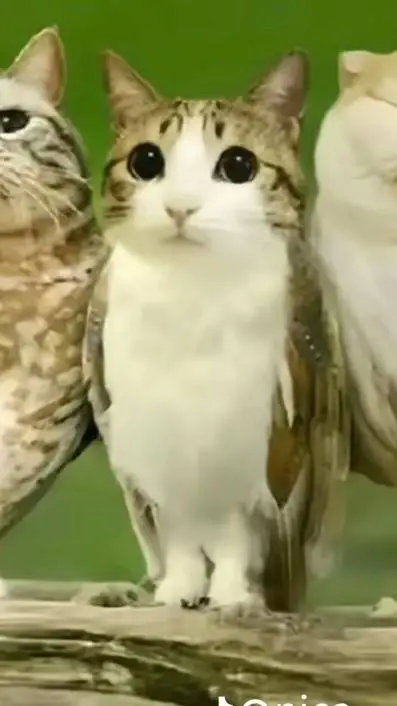 ai character: meowl background