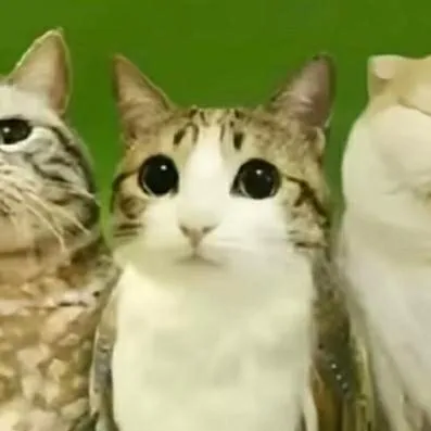 chat with ai character: meowl