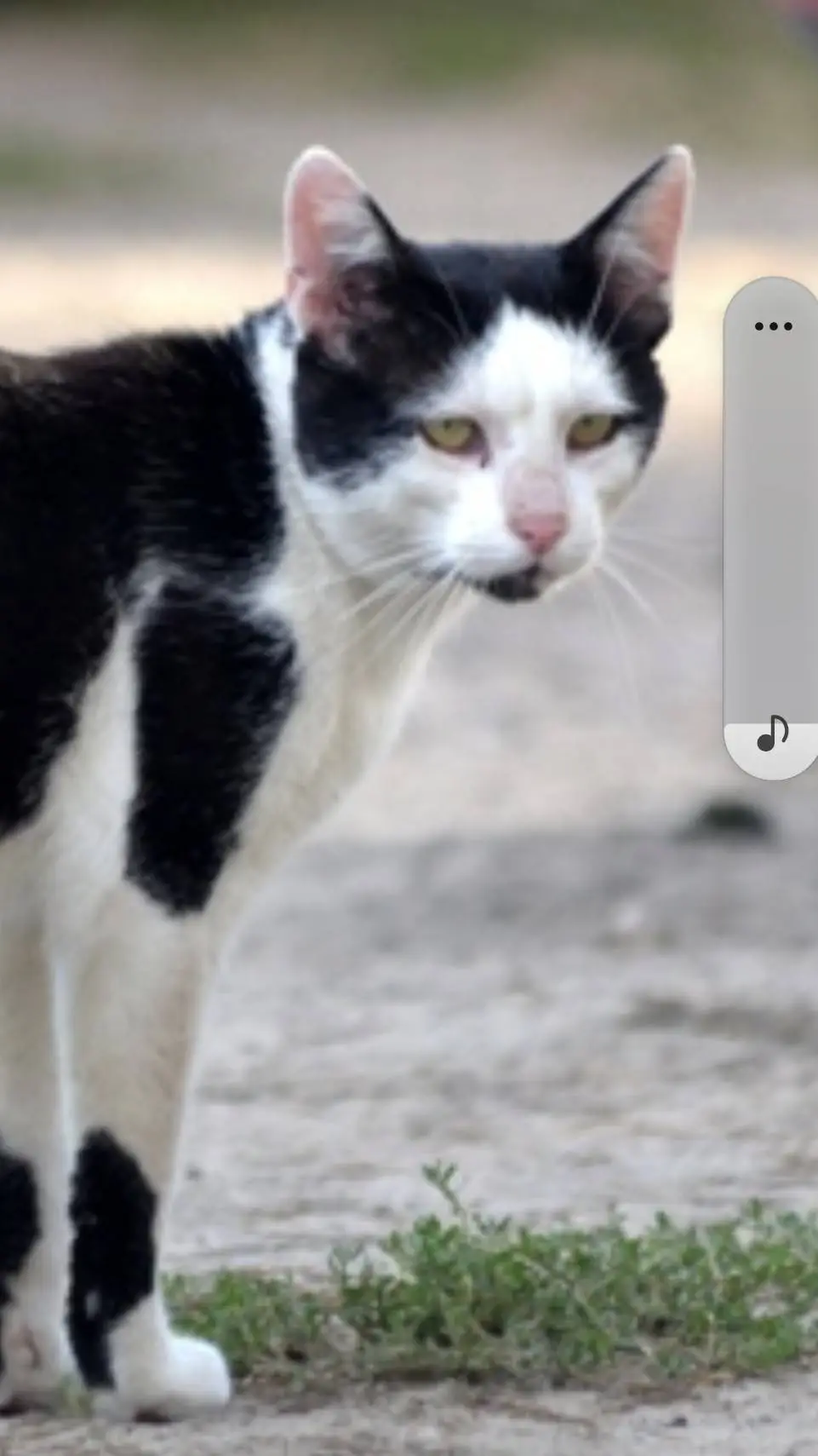 ai character: kotka  background