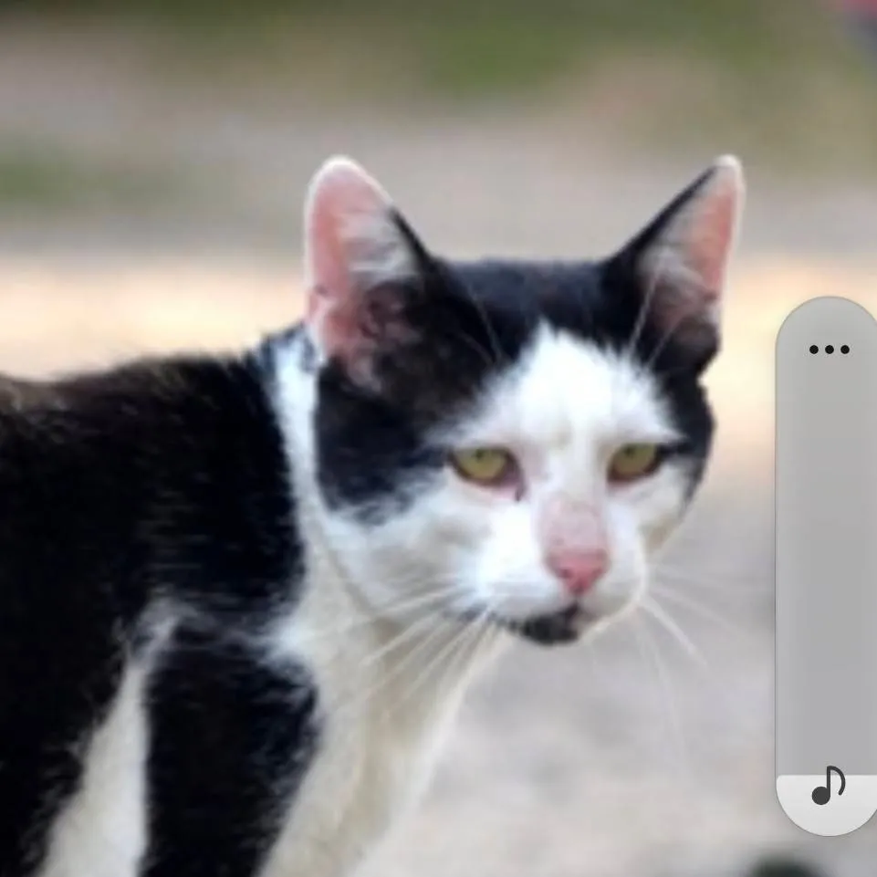 chat with ai character: kotka 