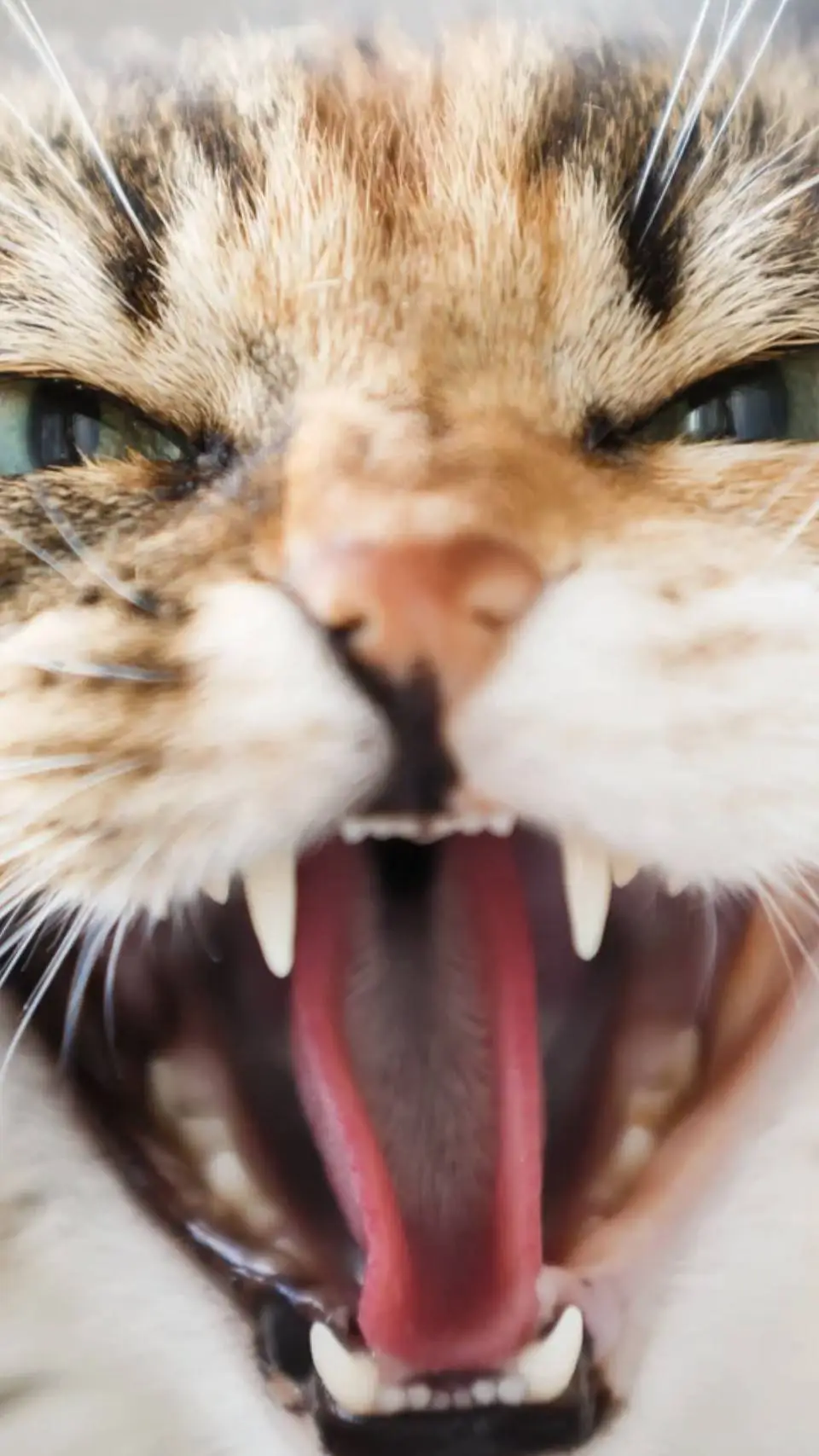 Talkie AI - Chat with fikuś zly kot