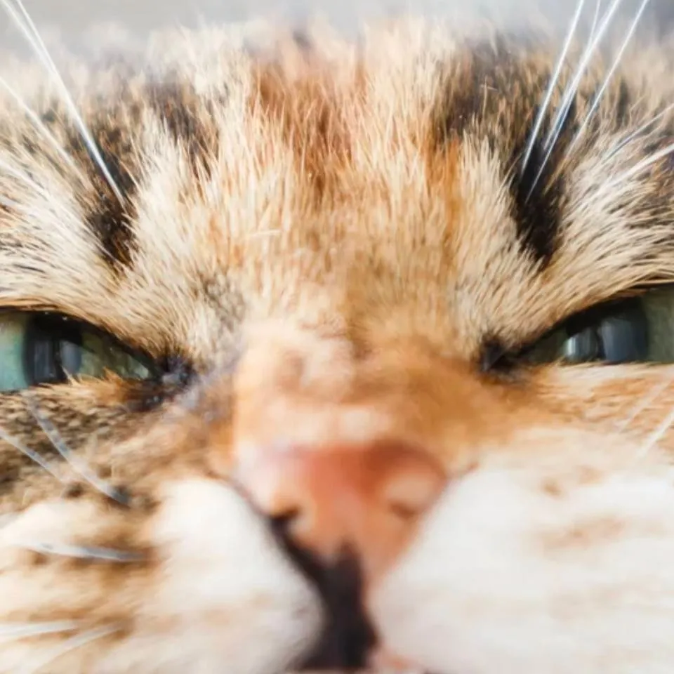 chat with ai character: fikuś zly kot