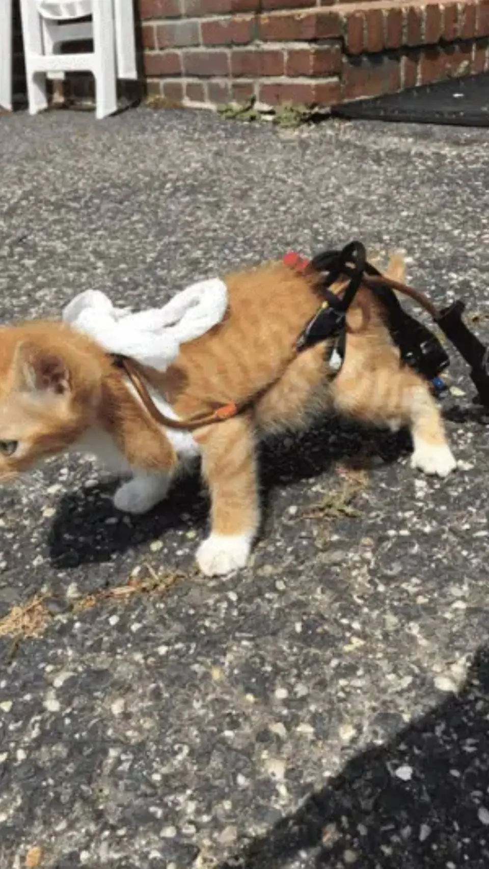 ai character: kot imwalida kuku background