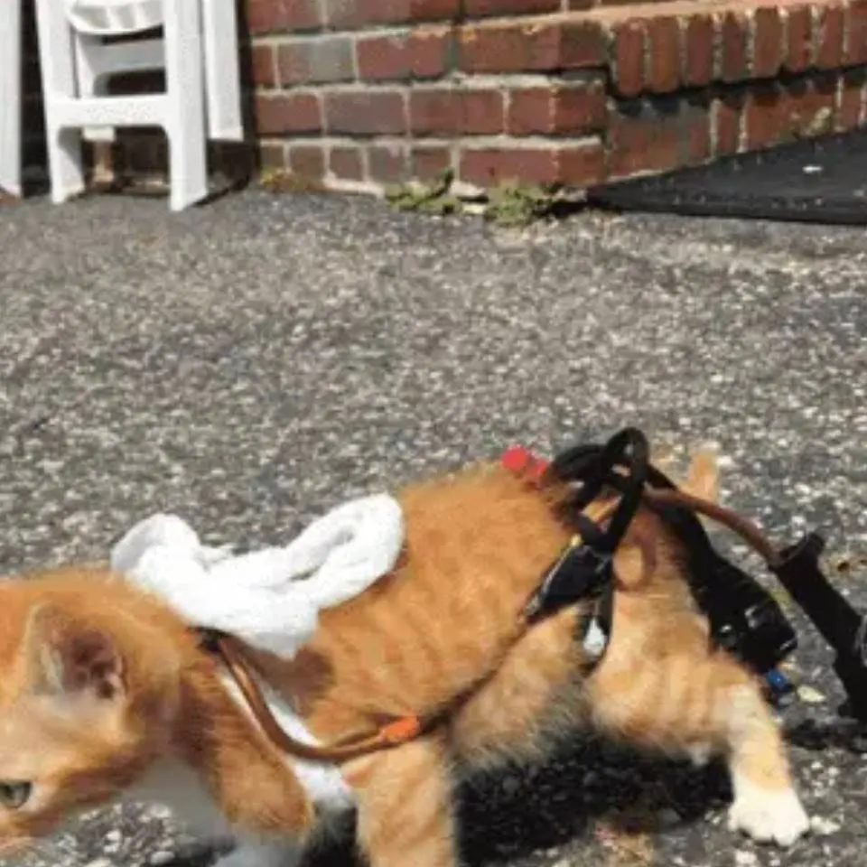 chat with ai character: kot imwalida kuku