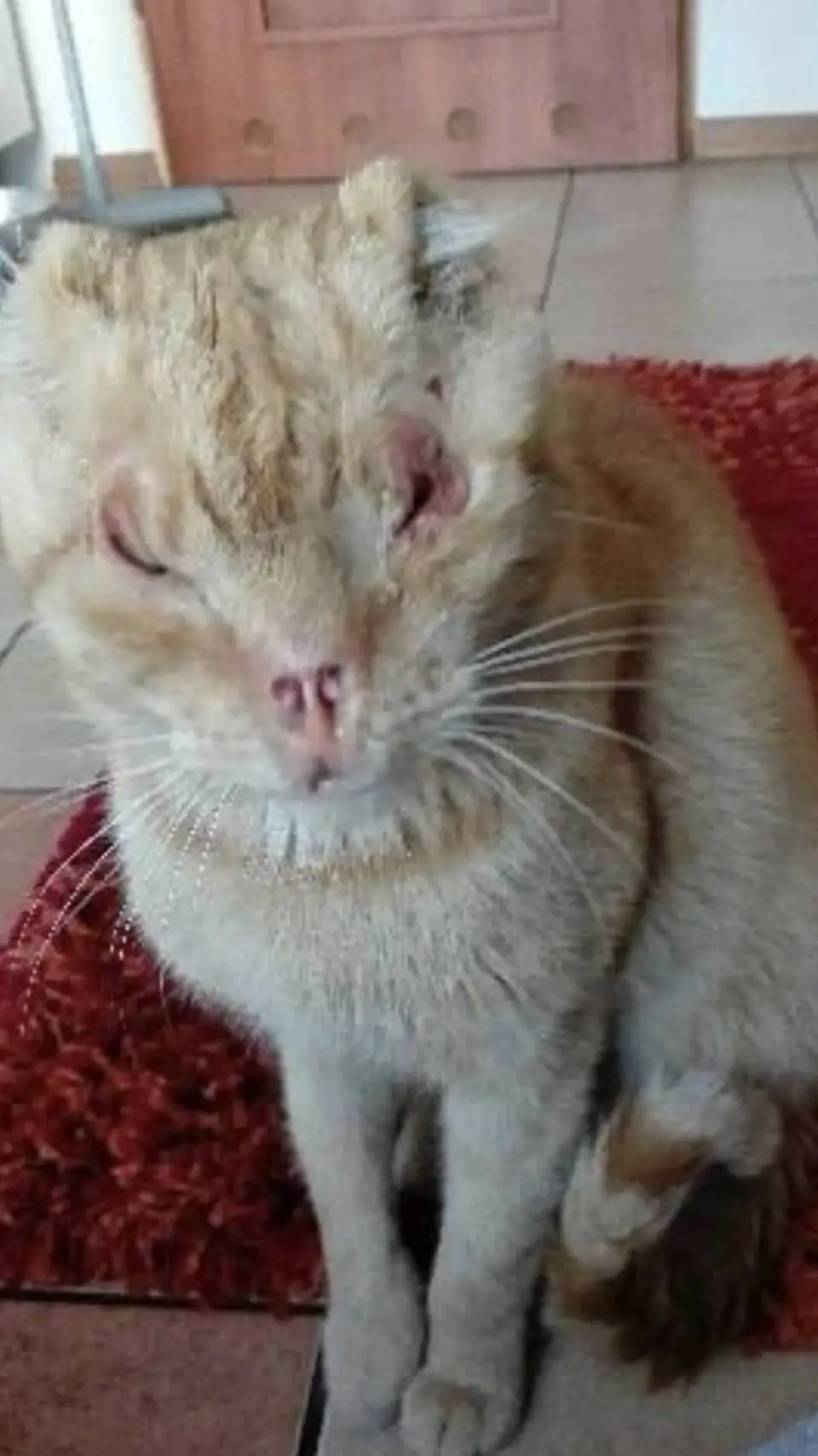 ai character:  kot szpital 1 background