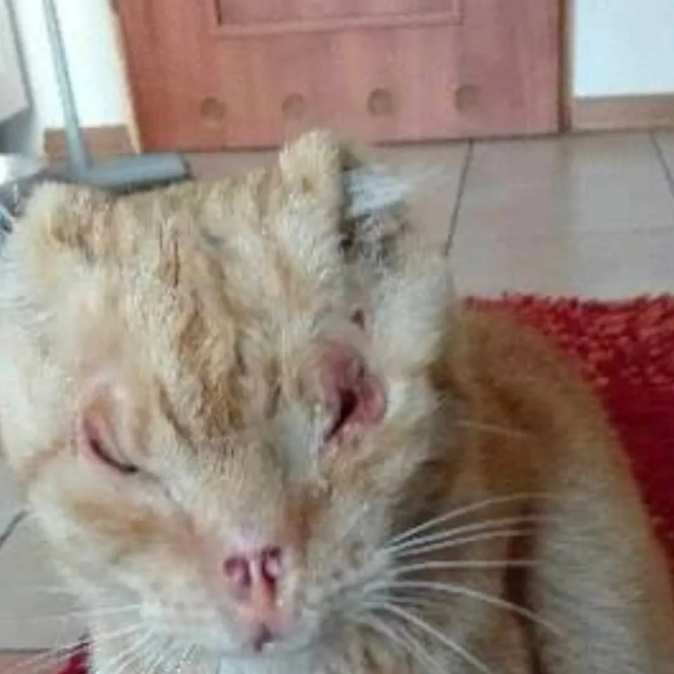 chat with ai character:  kot szpital 1