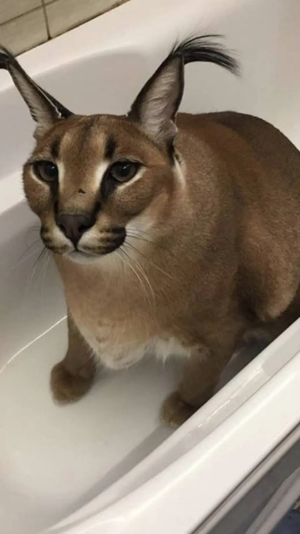 ai character: urodziny floopy  background