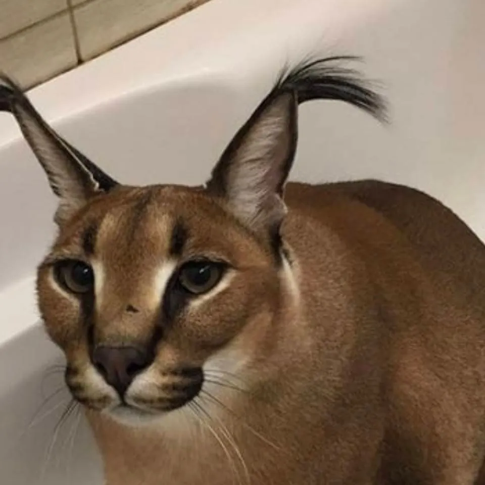 chat with ai character: urodziny floopy 