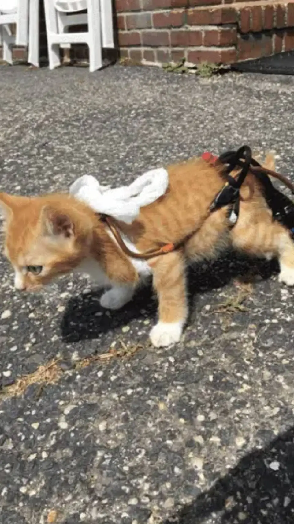 ai character: kuku infwalida 2  background