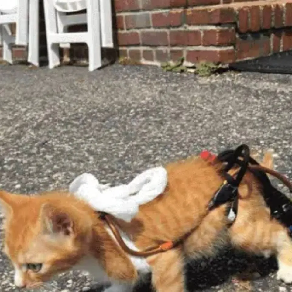 chat with ai character: kuku infwalida 2 