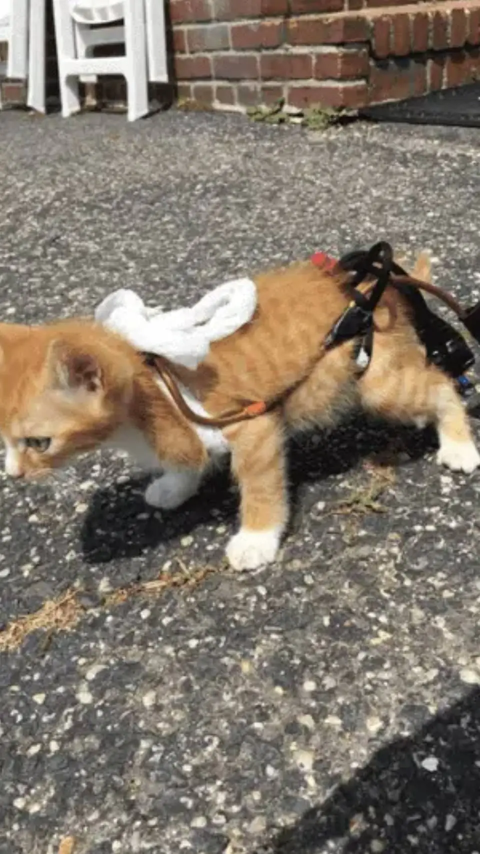 ai character: kuku 3 background