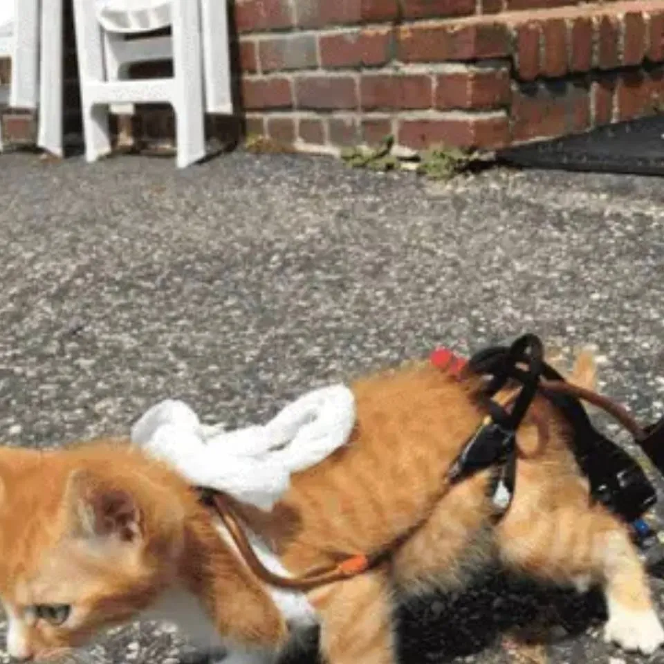 chat with ai character: kuku 3