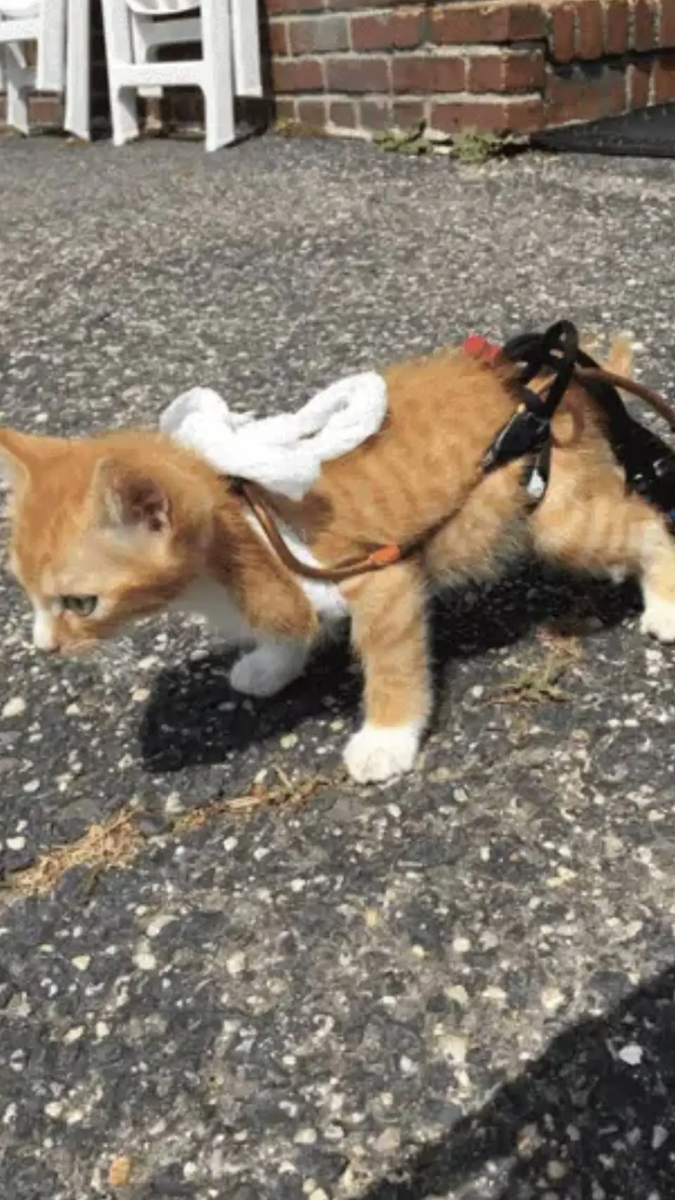 ai character: kuku 4  background