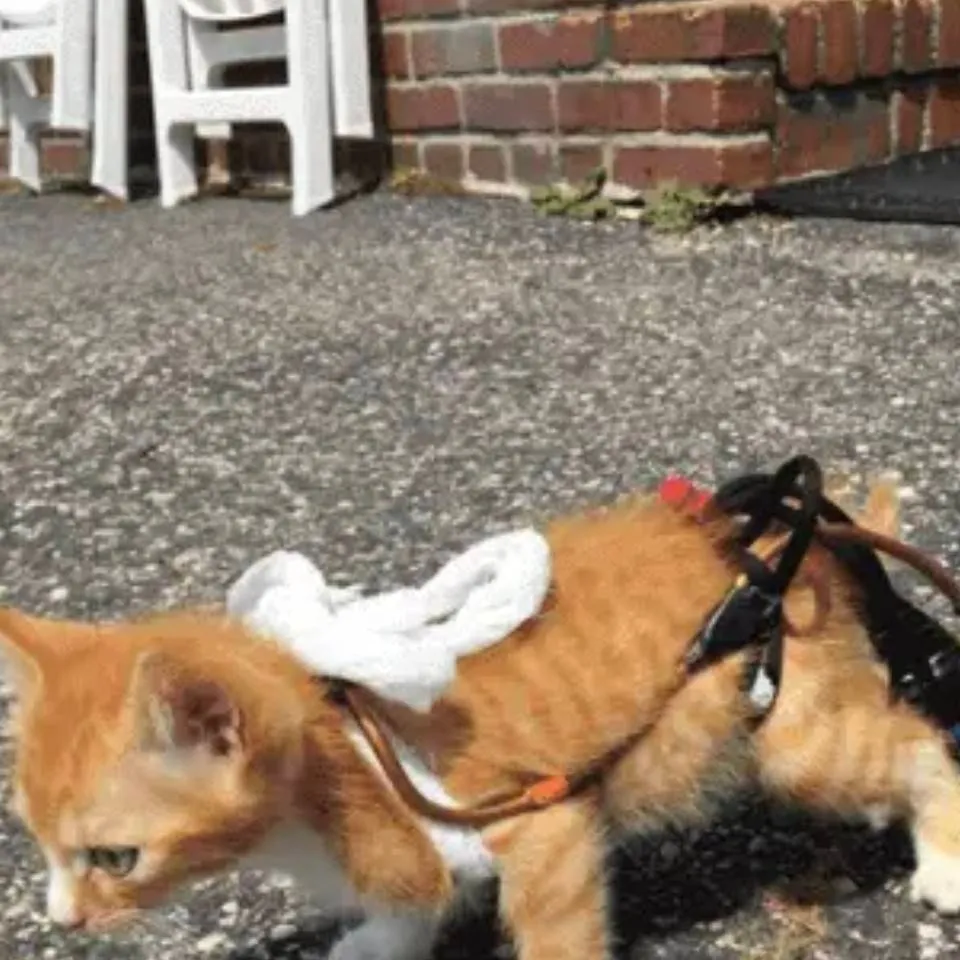 chat with ai character: kuku 4 