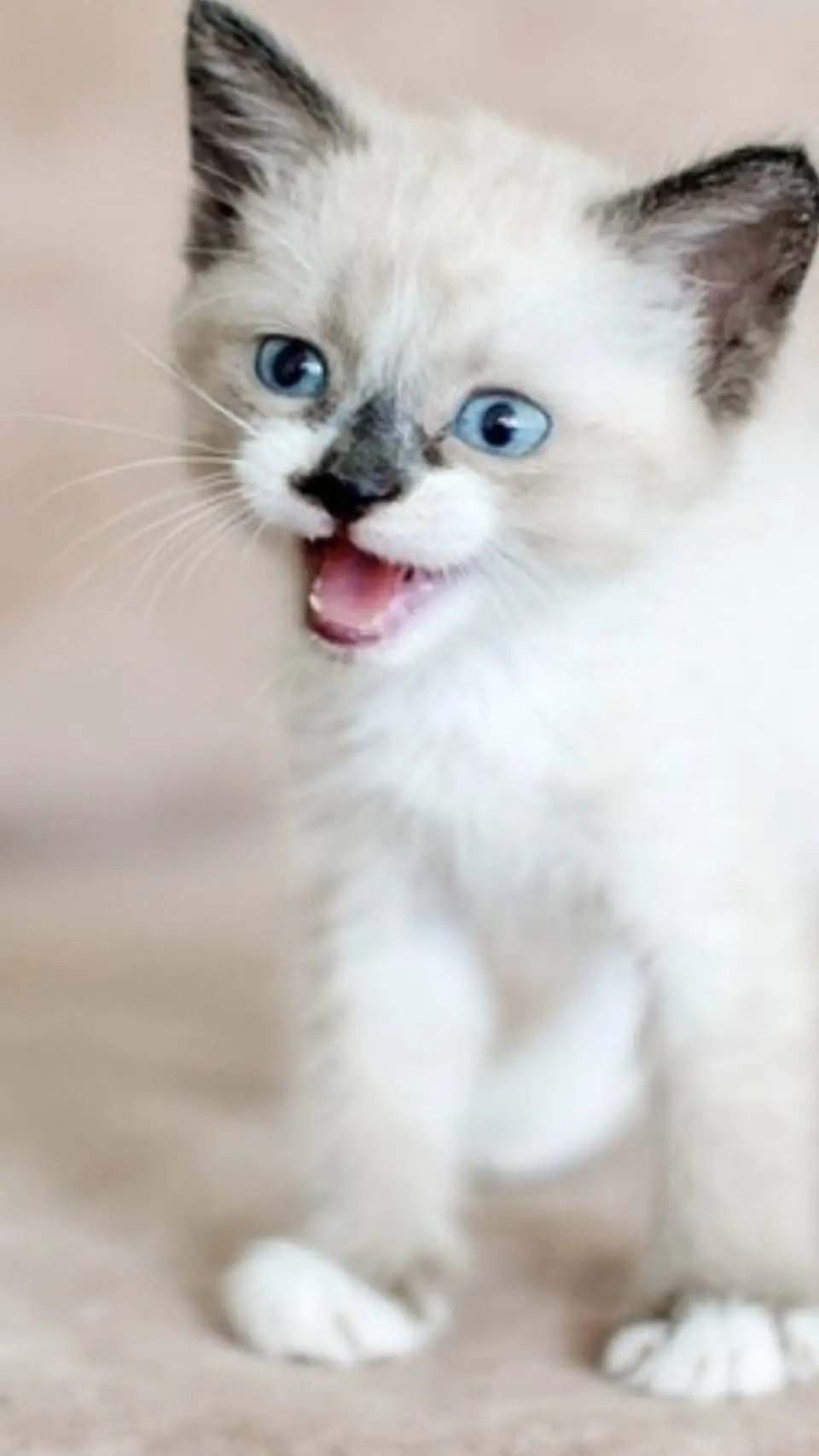 ai character: kot COCO background