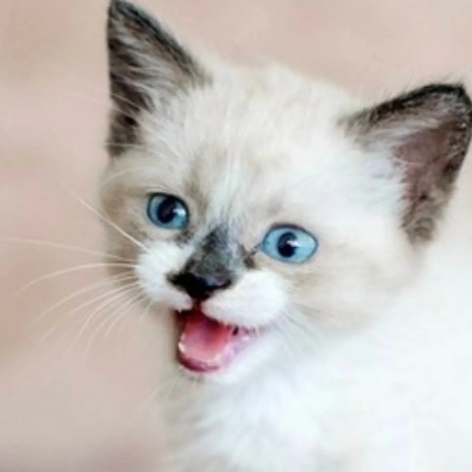 chat with ai character: kot COCO