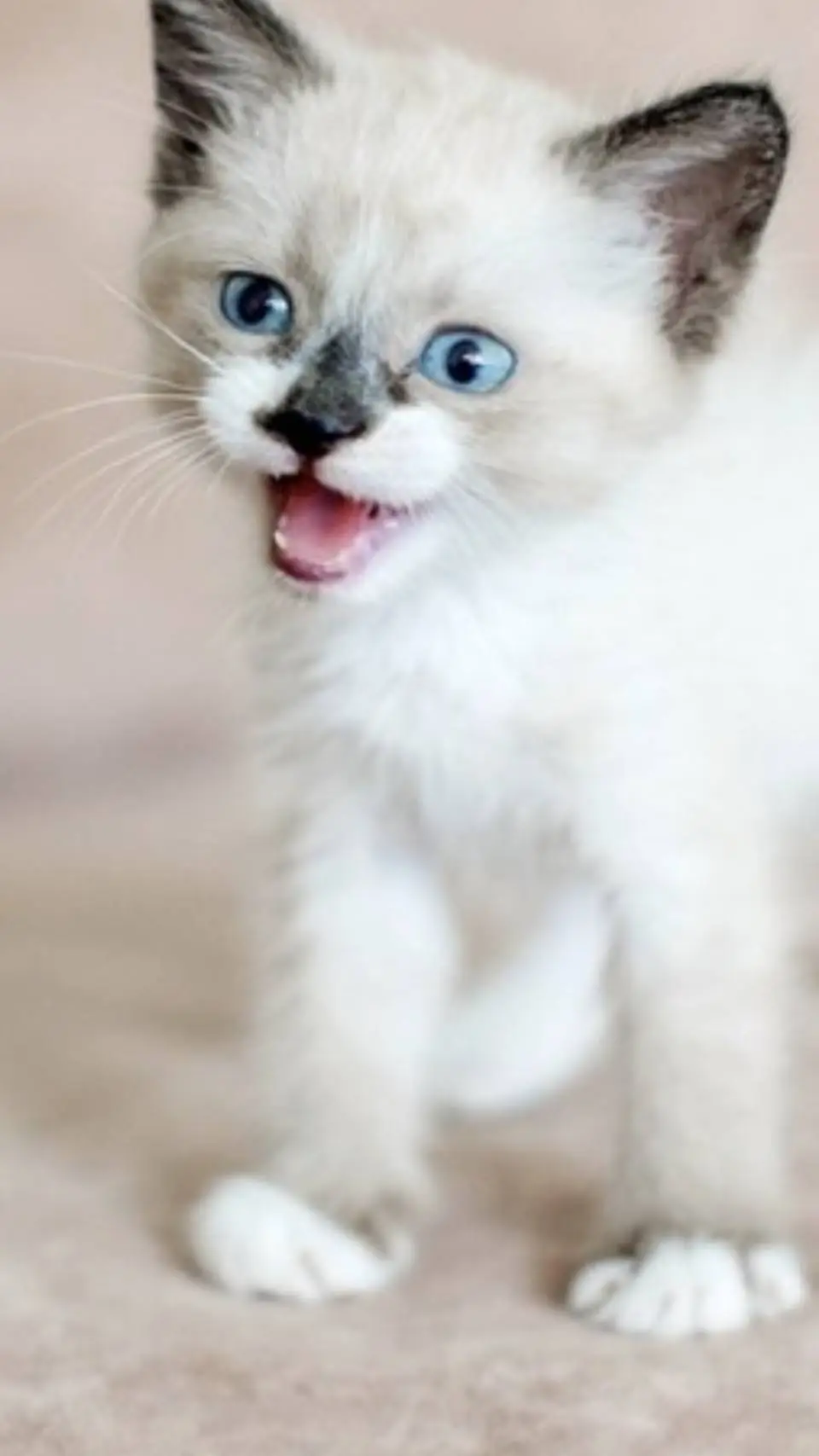 ai character: siostra koko  background