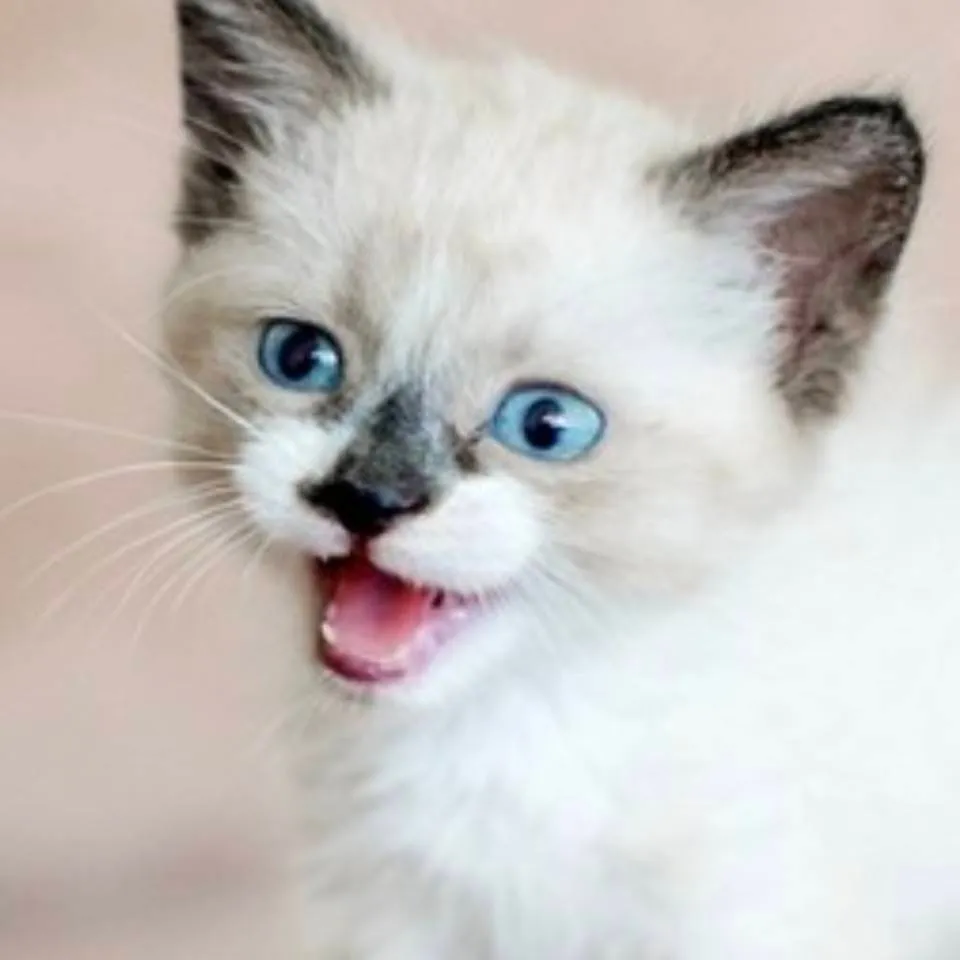 chat with ai character: siostra koko 