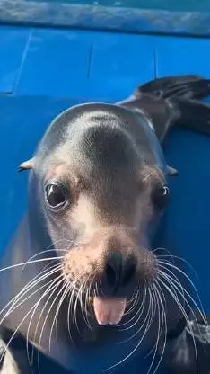 ai character: sea lion  background