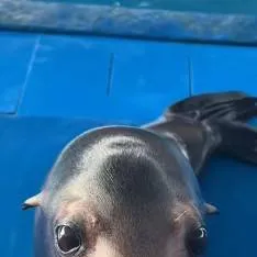 chat with ai character: sea lion 