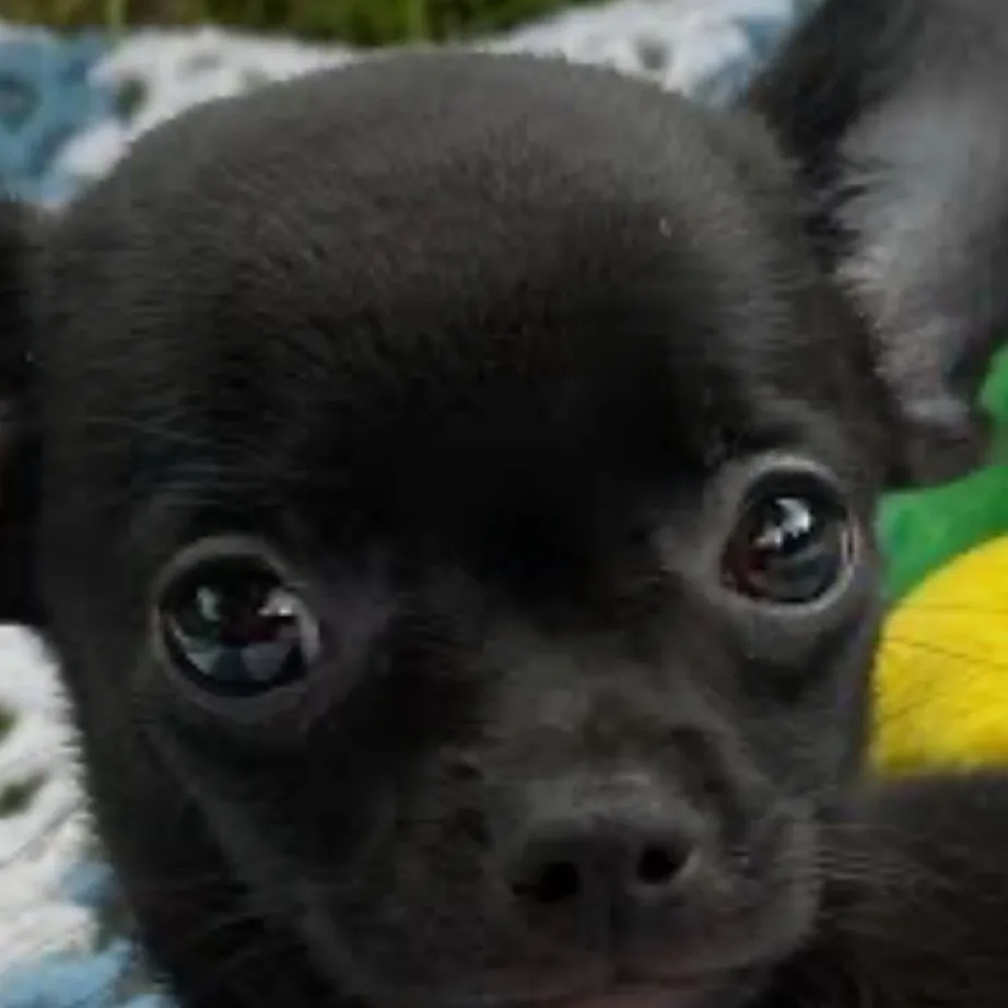 chat with ai character: Your puppy 
