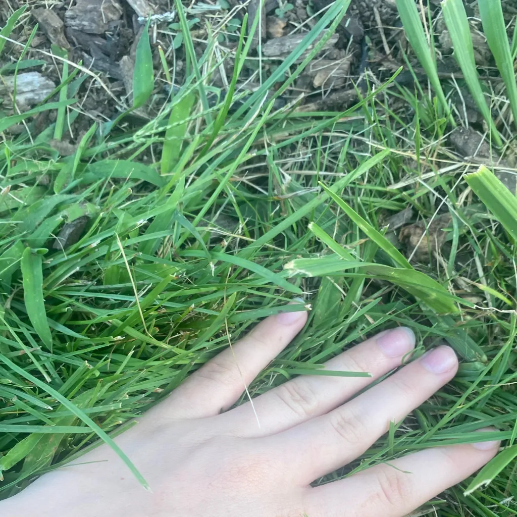 chat with ai character: freaky grass