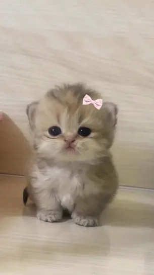 ai character: Random kitten :3 background