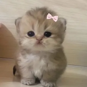 chat with ai character: Random kitten :3