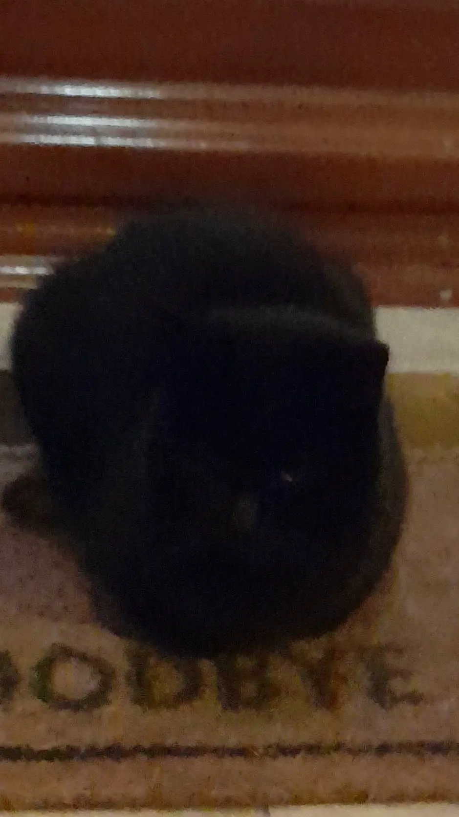 ai character: Nacho (my cat) background