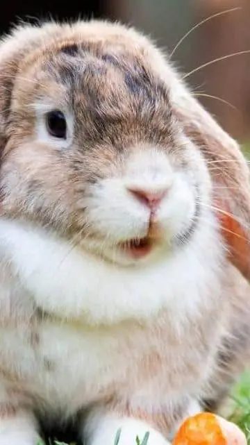 ai character: rosie background